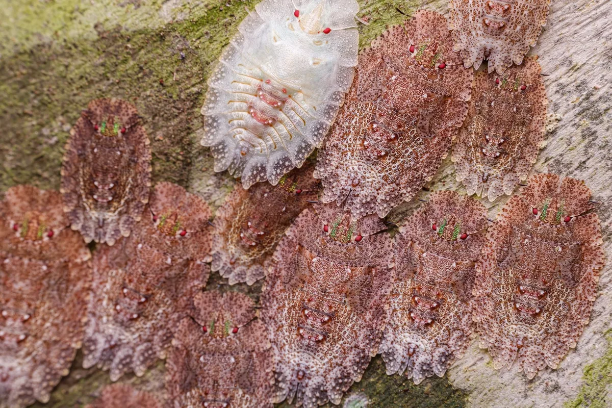 Whitefly nymphs on leaf