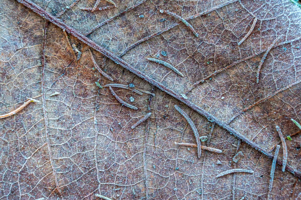 whitefly stippling damage