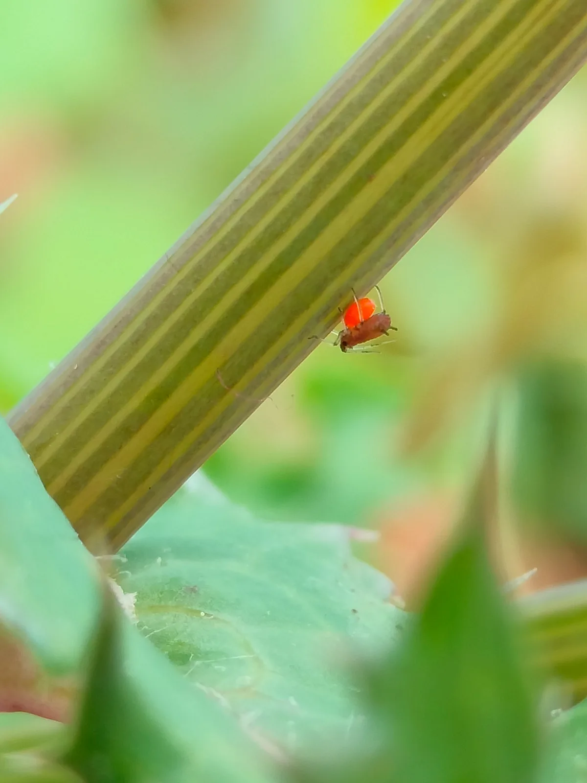 Why Are Aphids Attracted to Plants
