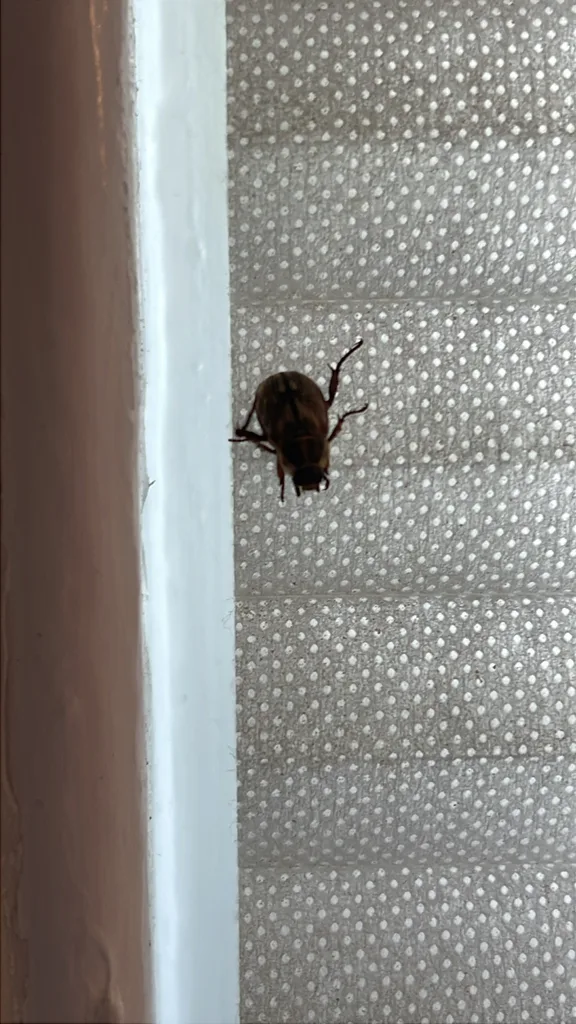 Why Are Japanese Beetles in My Garden