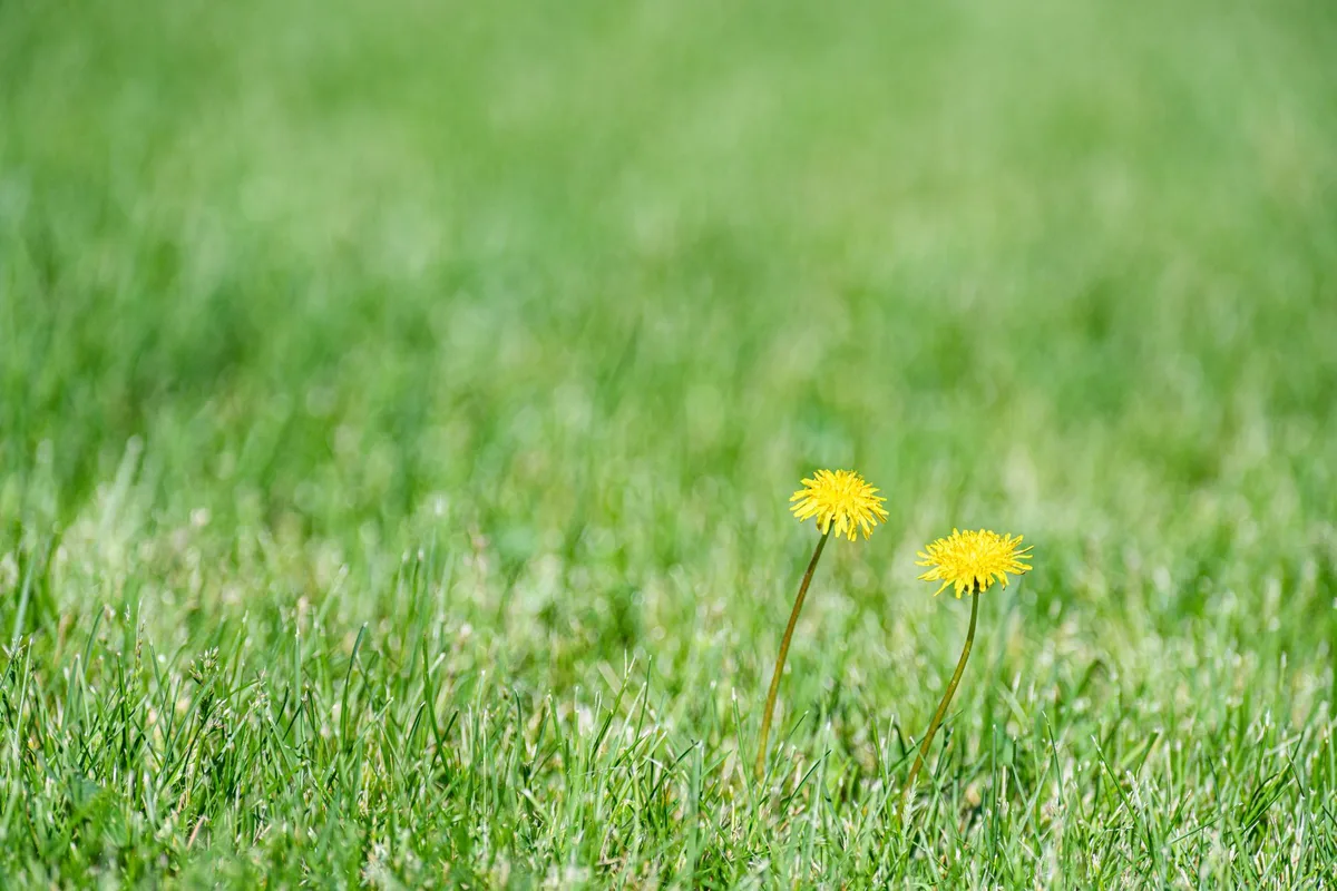 Why Are Weeds Taking Over My Lawn