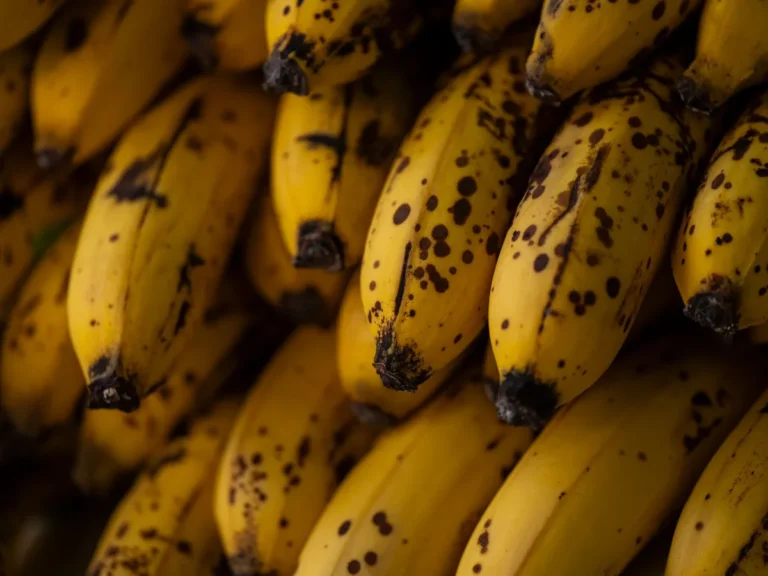 Why Do Fruit Flies Keep Coming Back