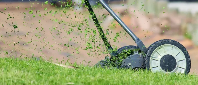 Why Do Weeds Grow Faster Than Grass