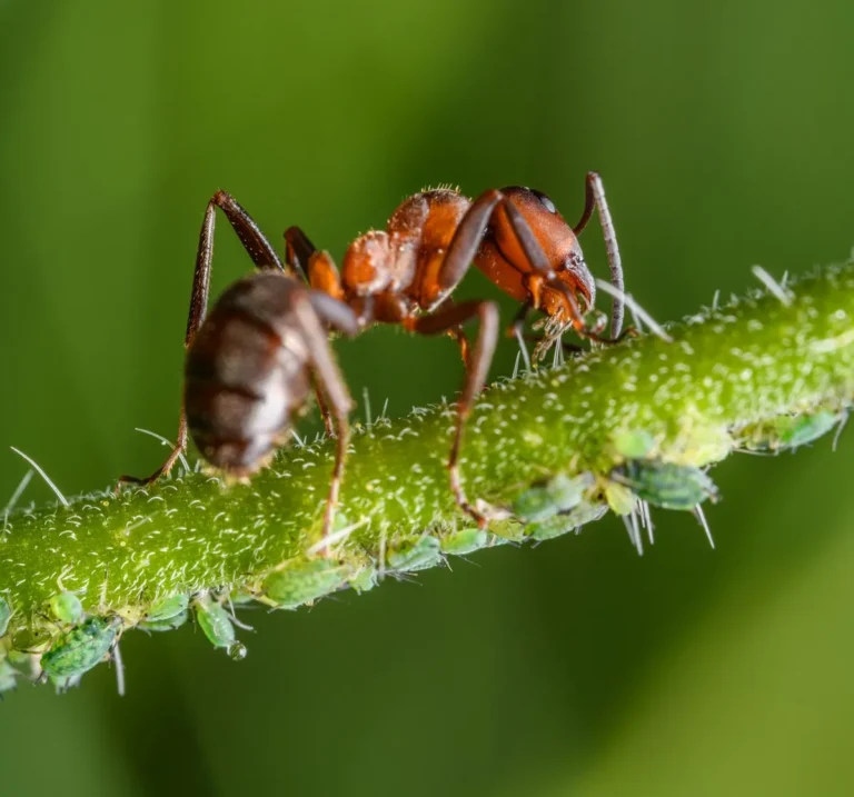 Why does ant control
