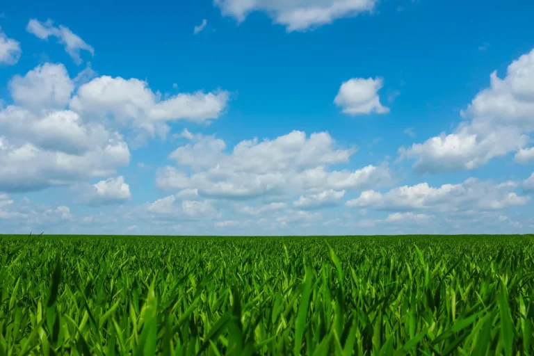 Why does grass growth