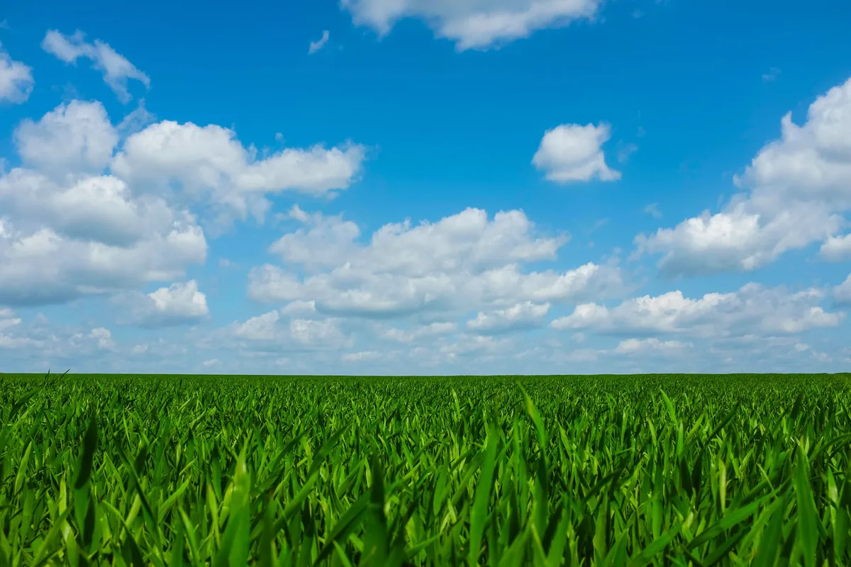Why does grass growth
