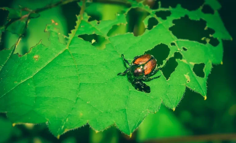 Why does Japanese beetles