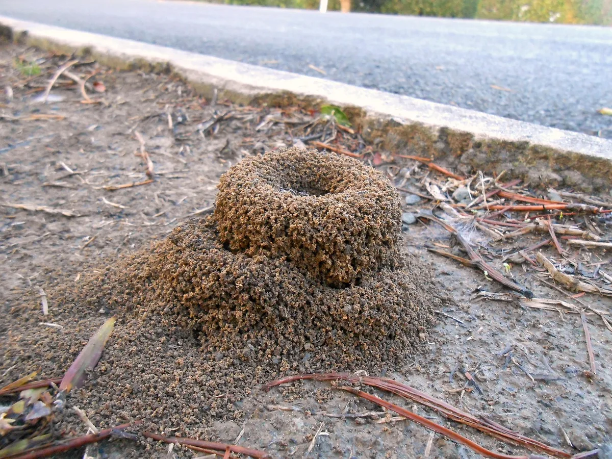 Why does yard pests