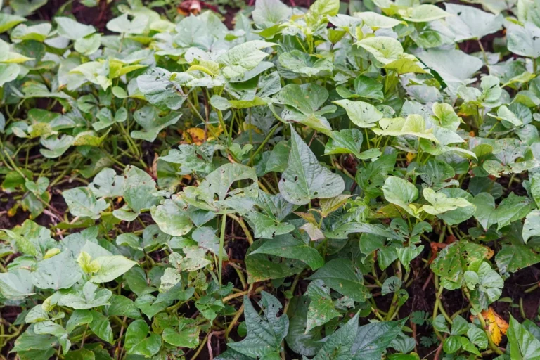Why Weed Killer Didn't Work
