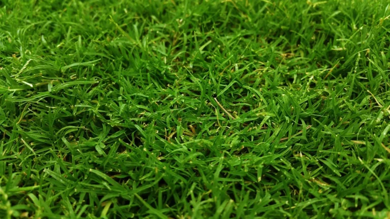 Winter Lawn Care Tips