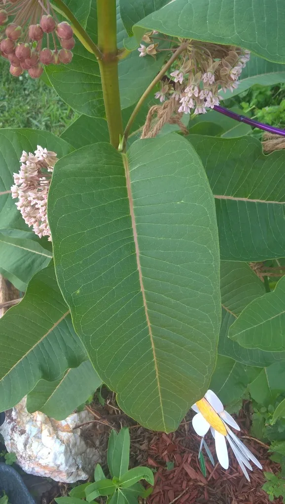 wood chip mulch around plant