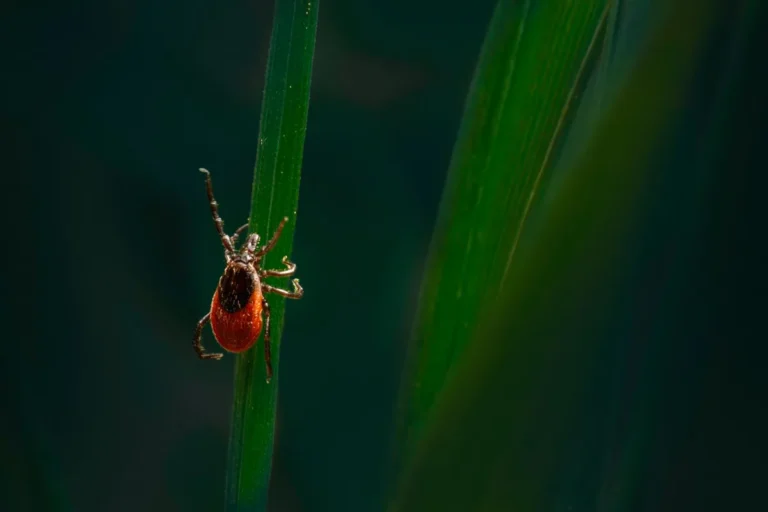 yard pests maintenance guide