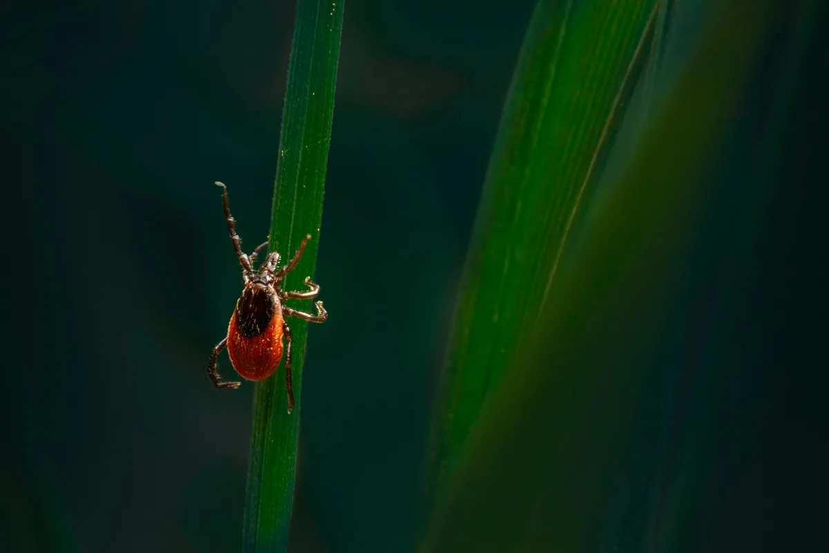 yard pests maintenance guide