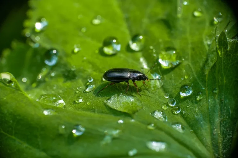 yard pests vs alternatives