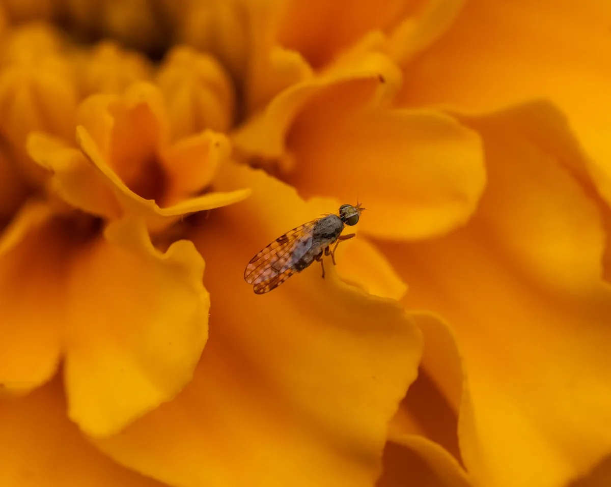 yellow sticky trap