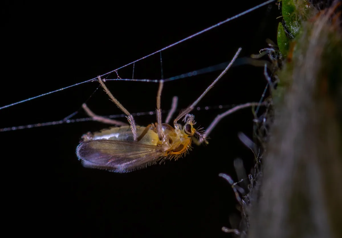yellow sticky traps whiteflies