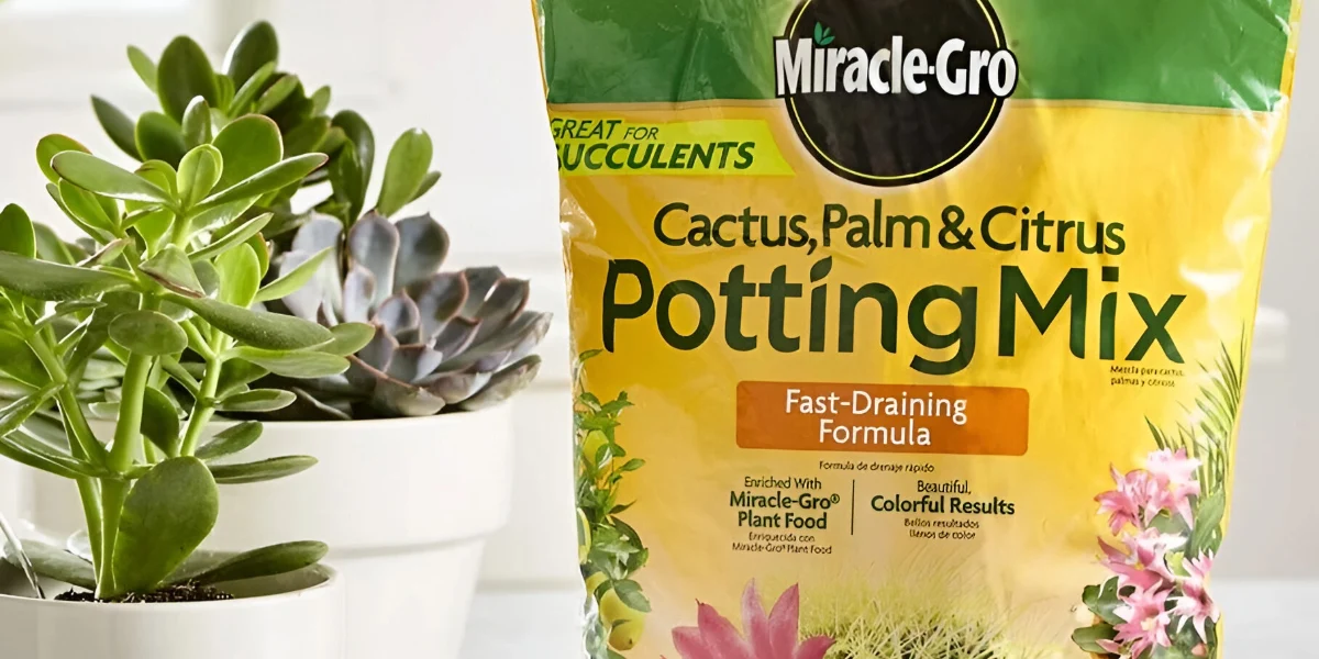 Can I use cactus soil for philodendron?
