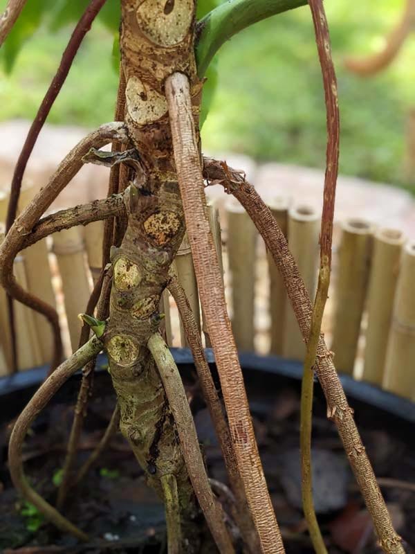 philodendron root system pot shape