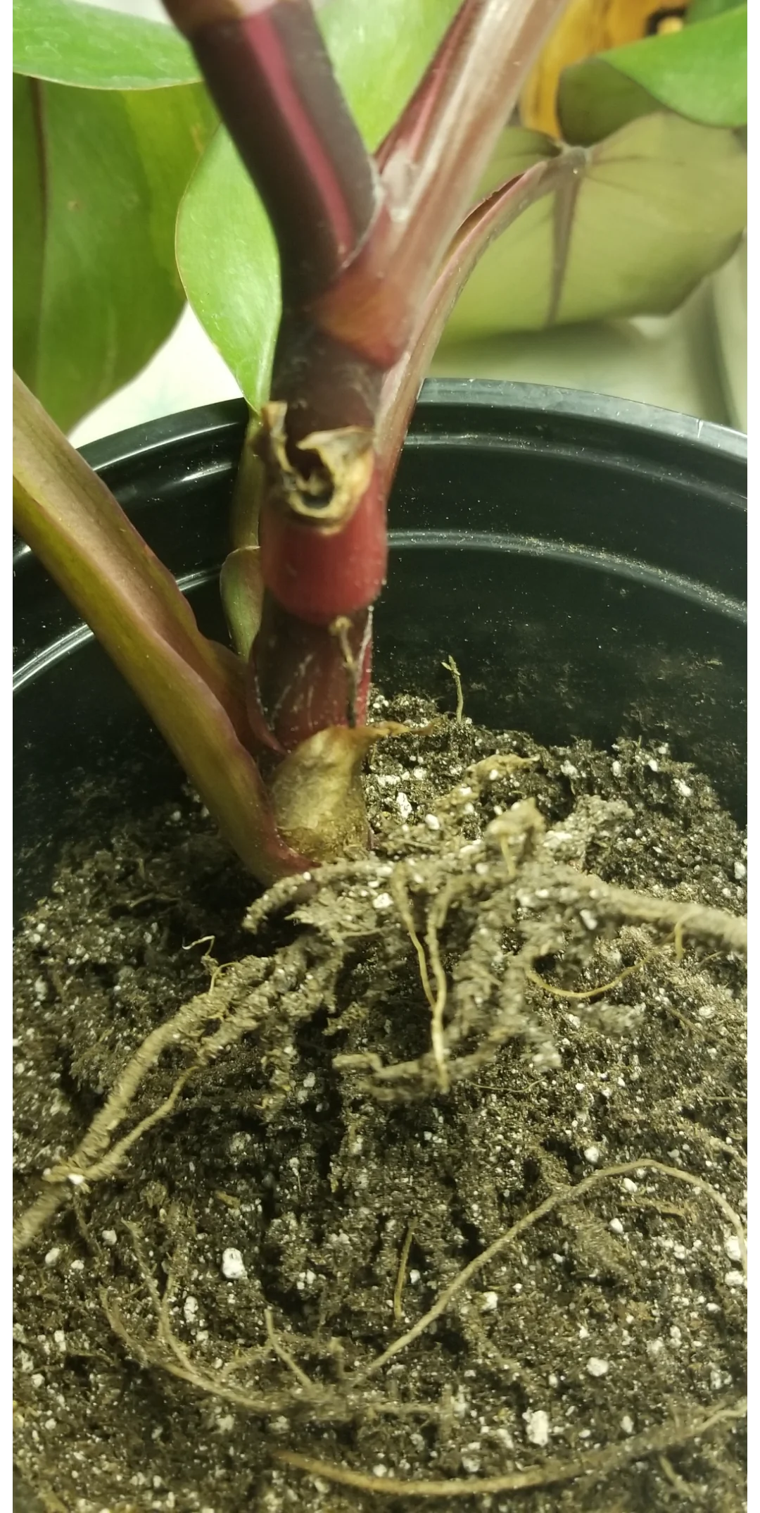 root rot philodendron