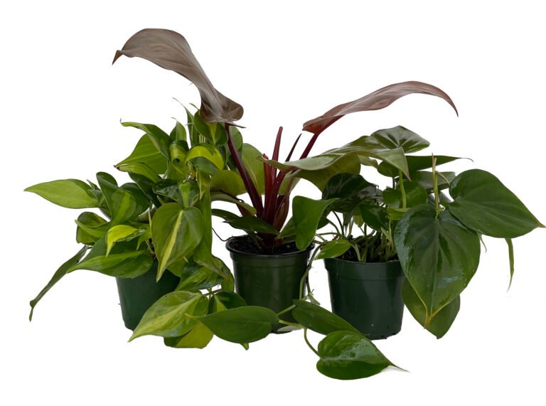 What kind of pots do philodendrons like?